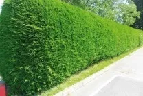 Жива огорожа на дачі своїми руками види, вибір рослин, посадка, обрізка, догляд, фото, відео (огорожа) Жива огорожа на дачі своїми руками види, вибір рослин, посадка, обрізка, догляд, фото, відео