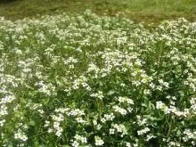 Жеруха лікарська - опис з фото трави водяного крес-салату (водяний крес салат вирощування) Жеруха лікарська - опис з фото трави водяного крес-салату