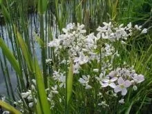 Жеруха лікарська - опис з фото трави водяного крес-салату (водяного) Жеруха лікарська - опис з фото трави водяного крес-салату