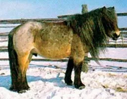 Жеребець, спаровування і шлюбна поведінка (жеребець) Жеребець, спаровування і шлюбну поведінку