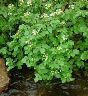 Жеруха лікарська - опис з фото трави водяного крес-салату (рослина настурція) Жеруха лікарська - опис з фото трави водяного крес-салату