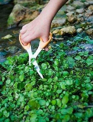 Жеруха лікарська - опис з фото трави водяного крес-салату (рослина настурція) Жеруха лікарська - опис з фото трави водяного крес-салату