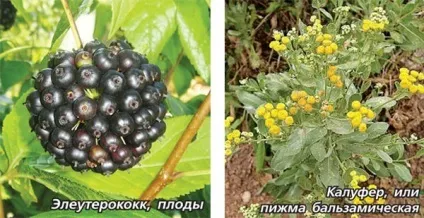 Життя без таблеток, або цілюща сила рослин (елеутерокок) Життя без таблеток, або цілюща сила рослин