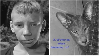 Життя з кішками - поради і рекомендації (водитиме хоровод) Життя з кішками - поради і рекомендації