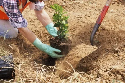 Жива огорожа на дачі своїми руками види, вибір рослин, посадка, обрізка, догляд, фото, відео (жива) Жива огорожа на дачі своїми руками види, вибір рослин, посадка, обрізка, догляд, фото, відео