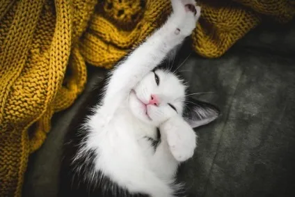 Життя з кішками - поради і рекомендації (треба каструвати кота) Життя з кішками - поради і рекомендації