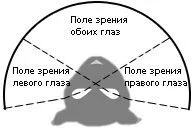 зір кішки