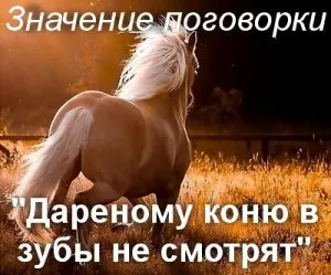 Значення прислів'я дарованому коню в зуби не дивляться сенс і походження (що це) Значення прислів'я дарованому коню в зуби не дивляться сенс і походження