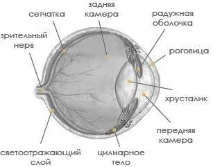 зір кішки