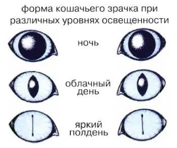 зір кішки