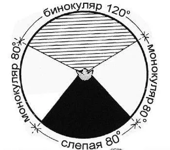 зір кішки