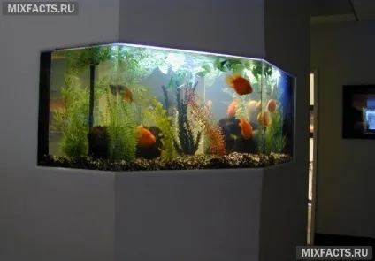Акваріум в стіні між кімнатами (фото) (акваріум) Акваріум в стіні між кімнатами (фото)
