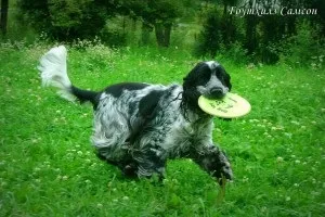 Англійська кокер-спанієль - опис, фото, догляд, де купити, «дай лапу» (опис) Англійська кокер-спанієль - опис, фото, догляд, де купити, «дай лапу»
