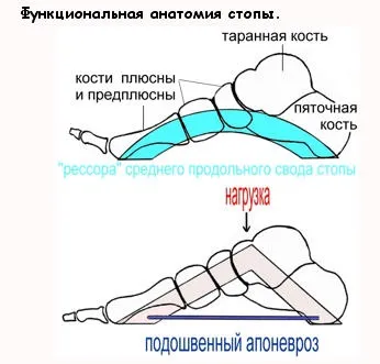 Анатомія стопи людини