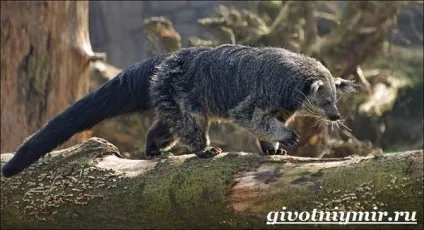бінтуронг тварина