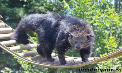 бінтуронг тварина