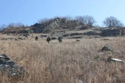 Амурський тигр в Примор'я напав на людину (амурський) Амурський тигр в Примор'я напав на людину