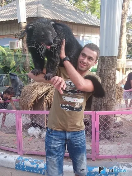 Бінтуронг - котячий ведмідь утримання будинку, чим годувати (котячий ведмідь) Бінтуронг - котячий ведмідь утримання будинку, чим годувати
