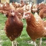 Хвороби ніг у курей і їх лікування різними способами (лікування) Хвороби ніг у курей і їх лікування різними способами
