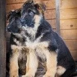 Чим годувати далматинця цуценя, мій щеня (бринзу шматок оселедця Солодощі) Чим годувати далматинця цуценя, мій щеня