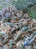 Чим годувати ящірку
