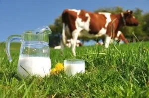 Чим корисні молочні продукти розбираємося в деталях (корисні молочні продукти) Чим корисні молочні продукти розбираємося в деталях