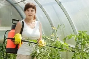 Борна кислота для помідорів і огірків (борна) Борна кислота для помідорів і огірків