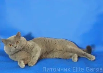Британський блакитний кіт чемпіон світу deive elite garsia (фото кота) Британський блакитний кіт чемпіон світу deive elite garsia
