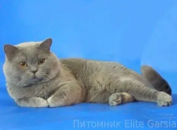 Британський блакитний кіт чемпіон світу deive elite garsia (deive) Британський блакитний кіт чемпіон світу deive elite garsia