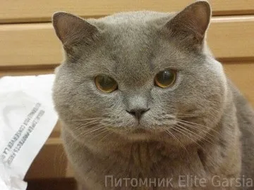 Британський блакитний кіт чемпіон світу deive elite garsia (британський) Британський блакитний кіт чемпіон світу deive elite garsia