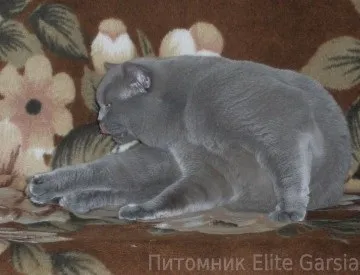 Британський блакитний кіт чемпіон світу deive elite garsia (фото кота) Британський блакитний кіт чемпіон світу deive elite garsia