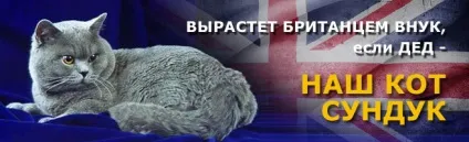 Британський клуб кішок кровні лінії кращих європейських розплідників (європейських) Британський клуб кішок кровні лінії кращих європейських розплідників