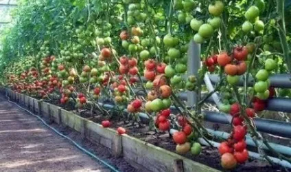 Борна кислота для помідорів і огірків (борна) Борна кислота для помідорів і огірків