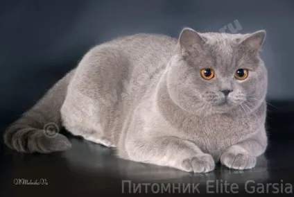 Британський блакитний кіт чемпіон світу deive elite garsia (блакитний) Британський блакитний кіт чемпіон світу deive elite garsia