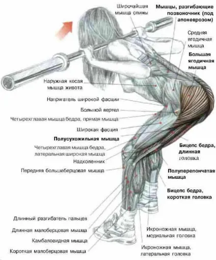 Чим замінити станову тягу - my sport life (станову) Чим замінити станову тягу - my sport life