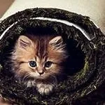 Чистота в домі, секрети будинкового (кожного приготування їжі) Чистота в домі, секрети будинкового