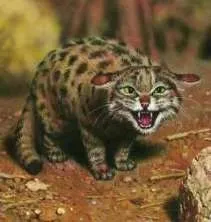 Черноногая кішка felis nigripes burchell, 1882 чорнонога кішка (чорнонога) Черноногая кішка felis nigripes burchell, 1882 чорнонога кішка