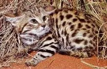 Черноногая кішка felis nigripes burchell, 1882 чорнонога кішка (чорнонога) Черноногая кішка felis nigripes burchell, 1882 чорнонога кішка