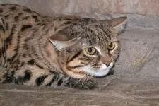 Черноногая кішка felis nigripes burchell, 1882 чорнонога кішка (чорнонога) Черноногая кішка felis nigripes burchell, 1882 чорнонога кішка