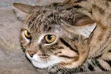 Черноногая кішка felis nigripes burchell, 1882 чорнонога кішка (nigripes) Черноногая кішка felis nigripes burchell, 1882 чорнонога кішка