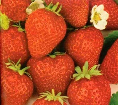 Що потрібно знати про сортах і насінні (кращі кореневі сорти) Що потрібно знати про сортах і насінні