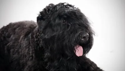 Чорний український тер'єр характеристика, фото і відгуки собаківників (характеристика) Чорний український тер'єр характеристика, фото і відгуки собаківників