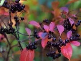Квітка панданус - догляд в домашніх умовах, фото пандануса, види і розмноження пандануса, чому (домашніх) Квітка панданус - догляд в домашніх умовах, фото пандануса, види і розмноження пандануса, чому