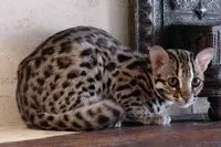 Дикі коти (тема відокремлена) - форум маньяна (громадянство) Дикі коти (тема відокремлена) - форум маньяна
