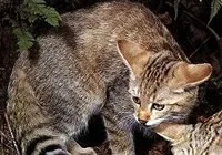 Дикі коти (тема відокремлена) - форум маньяна (дикі коти (тема відокремлена)) Дикі коти (тема відокремлена) - форум маньяна