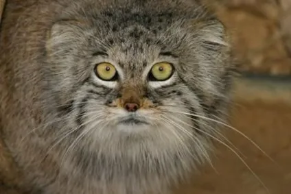 Дикі коти (тема відокремлена) - форум маньяна (аргентина) Дикі коти (тема відокремлена) - форум маньяна