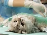 Екструдований корм - інновація на сільськогосподарському ринку, кормові технології України