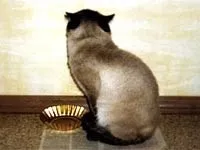 Щоденник домашнього кота - прикольні історії, котячий гумор (домашнього) Щоденник домашнього кота - прикольні історії, котячий гумор