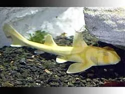Ці дивовижні акули і скати (зустрічаються особливо великі) Ці дивовижні акули і скати