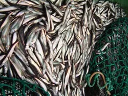 Ці дивовижні акули і скати (дивовижні) Ці дивовижні акули і скати